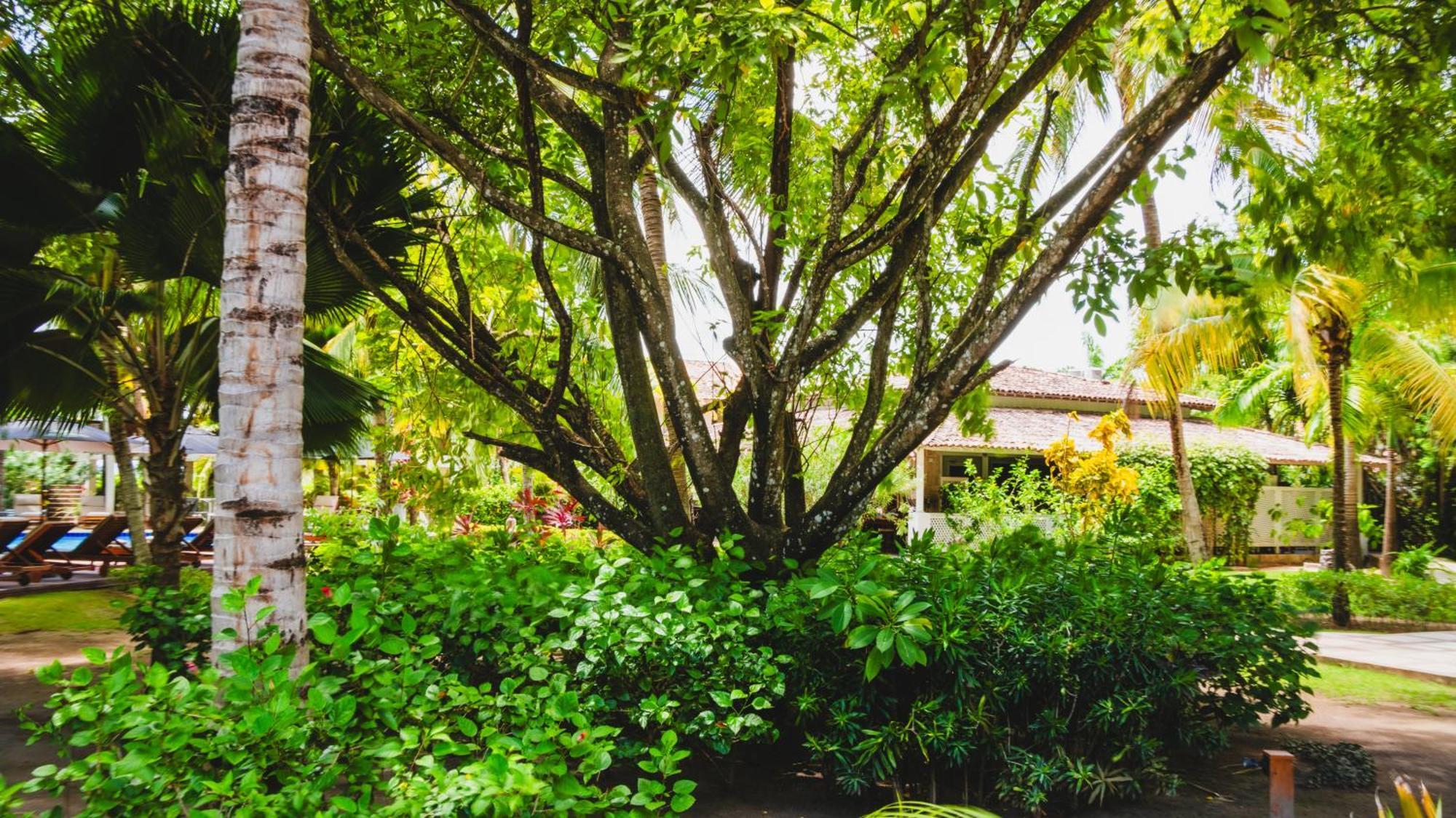 Casa Acayu Hotell São Miguel dos Milagres Eksteriør bilde